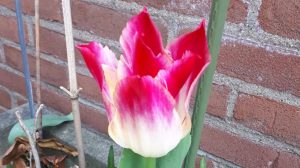 Mehr über den Artikel erfahren Tulpengrüße aus Sinnersdorf