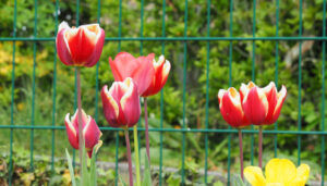 Mehr über den Artikel erfahren Frühling ist neues Leben